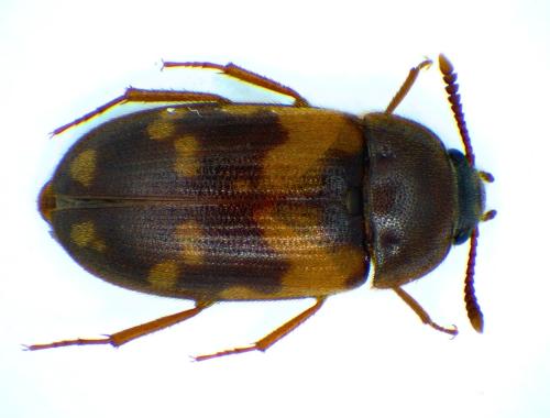 Mycetophagus sp.